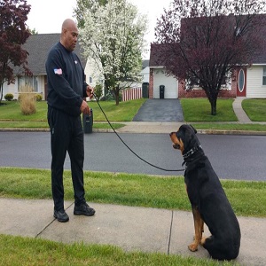 Dog obedience training